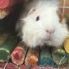 Need to re-home this adorable guy