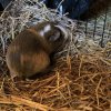 Two Male Guineas Pigs needing home ASAP