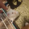 1.5 yr Old Albino Male Bonded Pair