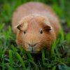 Family Fur-ever: Dad &amp;amp; Two Sons Rehome Ready