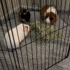 Three bonded males to be rehomed