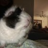 Bonnie (guinea pig, 5 years old)