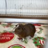 Bonded pair of Males, ages 4 &amp;amp; 5, w enclosure