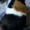 Guinea pig needs home ASAP