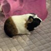 2 Female Guineas