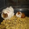 Abyssinian guinea pigs