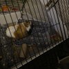 Female Year Old Guinea Pig to Adopt!