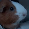 Female guinea pig Longview Tx