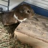 Pregnant mama with about three pups for sale