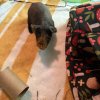 Single Hairless Male