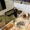 3 bonded females with accessories included