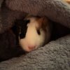 2 Female Bonded Guinea pigs