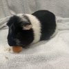 Two Five Year Old Male Bonded Pair