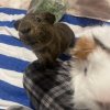 Two males with cage. Bonded duo.