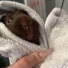Male crested guinea pig rehome needed