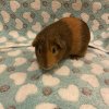 Female Guinea pigs