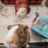 2 sweet and loving Male Guinea Pigs