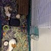 Guinea pigs need new home