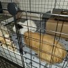 3 bonded females for rehoming