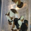Baby guinea pigs,  tri colors