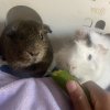 Two males with cage. Bonded duo.