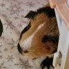 Two aister guinea pigs for adoption