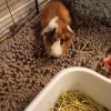 2 male guinea pigs