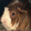 Two Mid Age Male Pigs