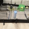1 year old Female Guinea Pig for Sale