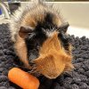 Male, Tricolor, Abyssinian Guinea Pig
