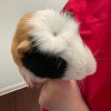 Kevin and Pumpkin has an amazing habitat!!