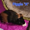 Three Young Males Looking for a Great Home