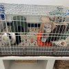 Two adult male guinea pigs, cage, accessories