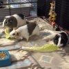 2 Adult and 2 young guinea pig