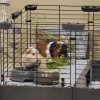 Two Quiet Male Guinea Pigs