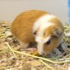 ?Sweet 6-Month-Old Female Guinea Pig