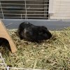 2.5 year old male Guinea Pig