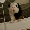 Panda (Adult male looking for a new home)
