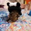 2 female guinea pigs,adopt as individuals or