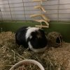 Dalé Male Guinea Pig