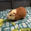 3 Guinea pigs (all male) 6months