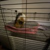 Female Year Old Guinea Pig to Adopt!