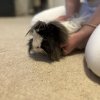 A Guinea pigs looking for a new home