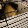 Female Year Old Guinea Pig to Adopt!