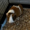 Rehoming Sister &amp;amp; Brother Piggies