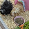 3 Bonded Guinea Pigs