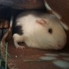 1 Female guinea pig desperate for a new home