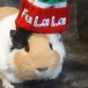 Two Bonded Female Guinea Pigs Rehoming