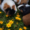 Sweet Guinea Pigs Ready For Their New Family