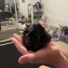 Four bonded female guinea pigs need rehomed